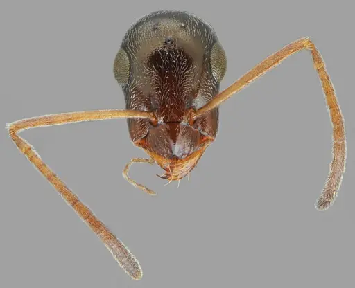 Proformica oculatissima specimen