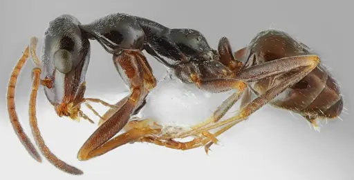 Proformica oculatissima - CASENT0872779