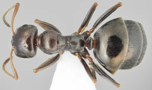 Proformica oculatissima - CASENT0872780