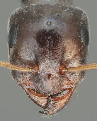 Proformica oculatissima - CASENT0872780