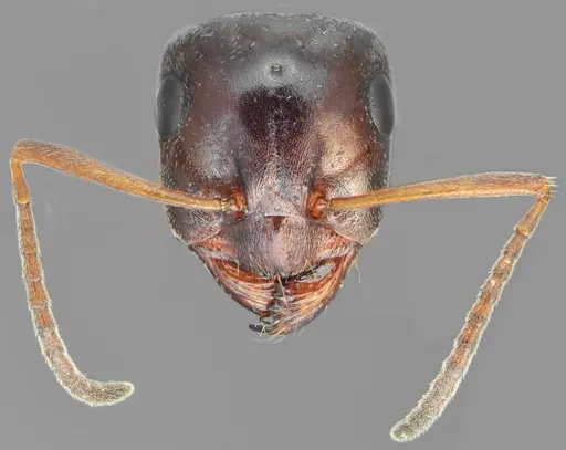 Proformica oculatissima - CASENT0872780