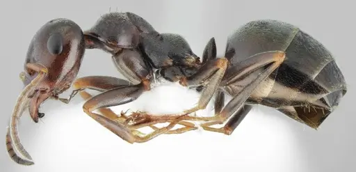 Proformica oculatissima - CASENT0872780