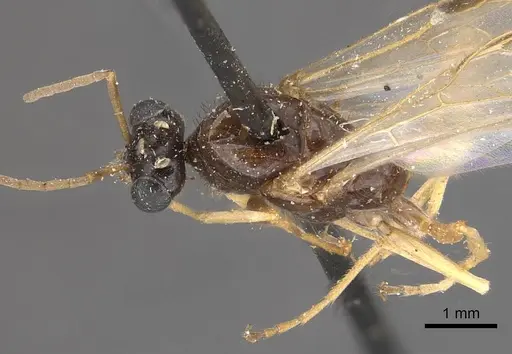 Proformica oculatissima - CASENT0911064