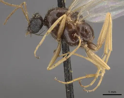 Proformica oculatissima - CASENT0911064