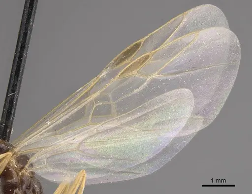 Proformica oculatissima - CASENT0911064