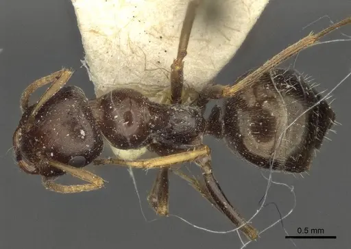 Proformica pilosiscapa specimen