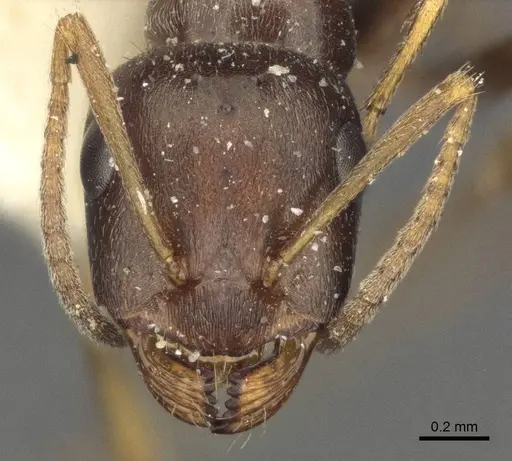 Proformica pilosiscapa specimen