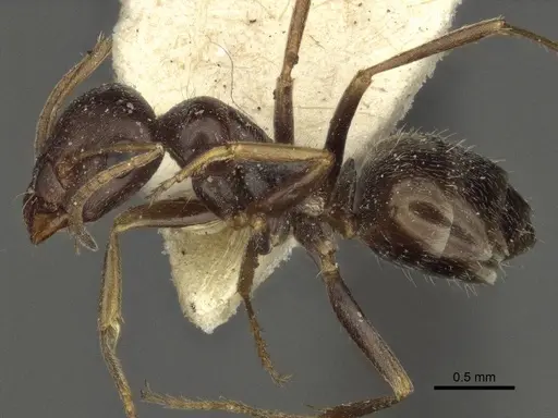 Proformica pilosiscapa specimen