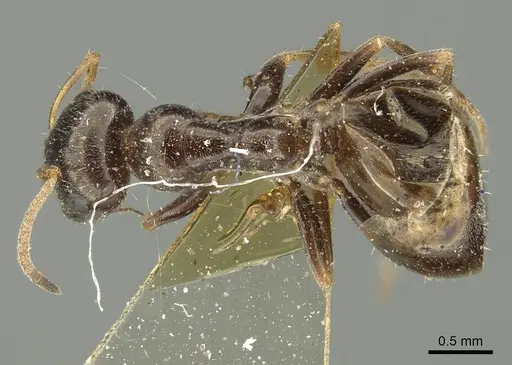 Proformica seraphimi specimen
