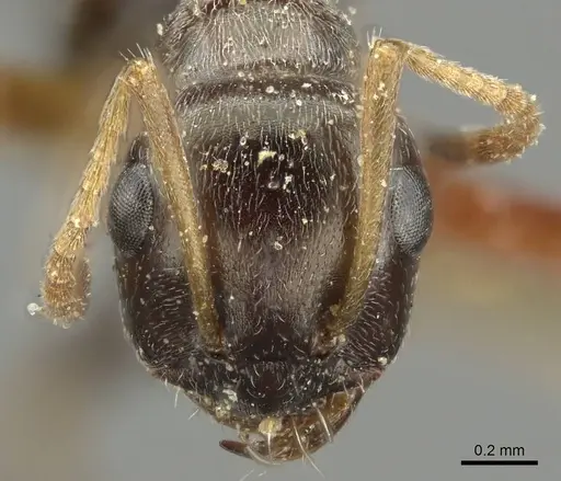 Proformica seraphimi specimen