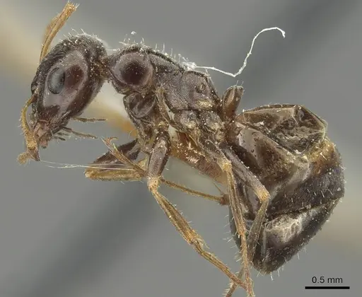 Proformica seraphimi specimen