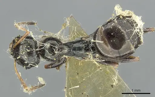 Proformica splendida specimen