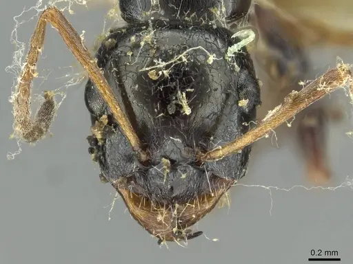 Proformica splendida specimen