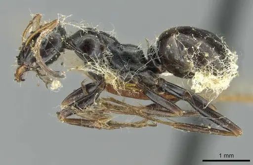 Proformica splendida specimen