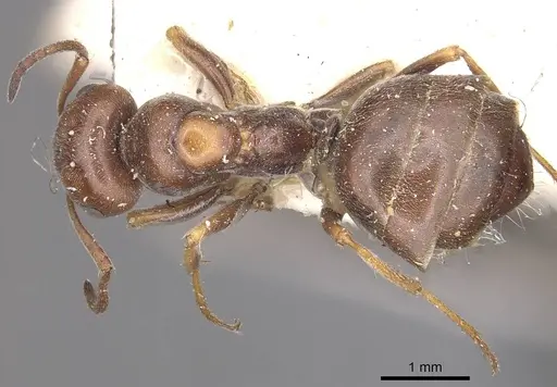 Proformica striaticeps specimen