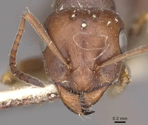 Proformica striaticeps specimen