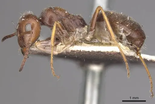 Proformica striaticeps specimen