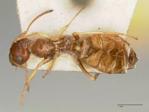 Proformica striaticeps - FOCOL0789-1