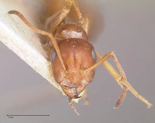 Proformica striaticeps - FOCOL0789-1