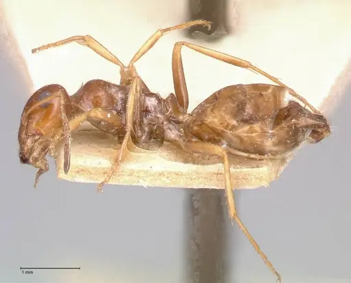 Proformica striaticeps - FOCOL0789-1