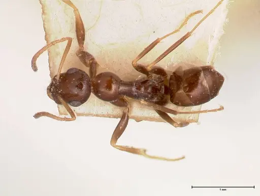 Proformica striaticeps - FOCOL0789-2