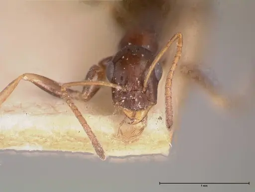 Proformica striaticeps - FOCOL0789-2