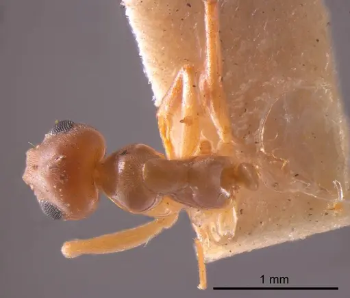 Prolasius abruptus specimen
