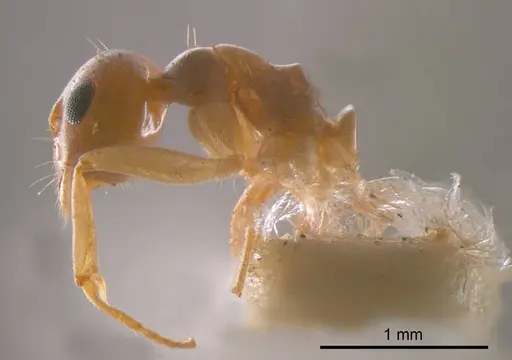 Prolasius abruptus specimen