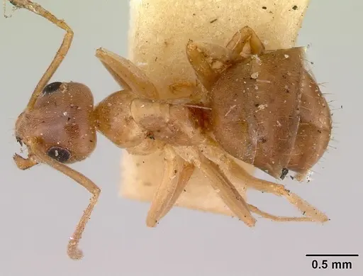 Prolasius abruptus - CASENT0172178