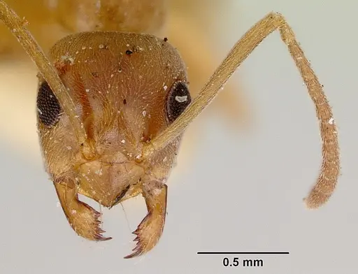 Prolasius abruptus - CASENT0172178