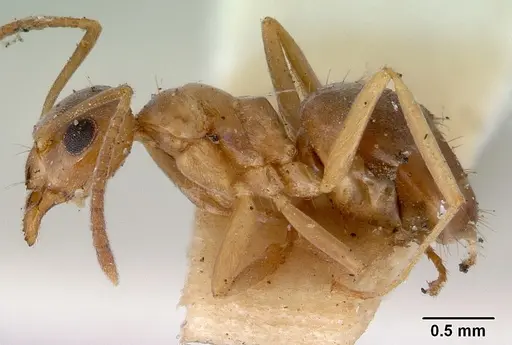 Prolasius abruptus - CASENT0172178