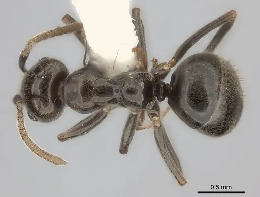 Prolasius antennatus specimen