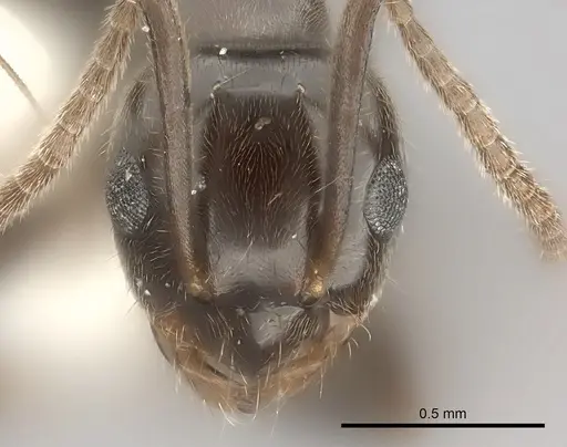 Prolasius antennatus specimen