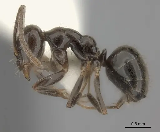 Prolasius antennatus specimen