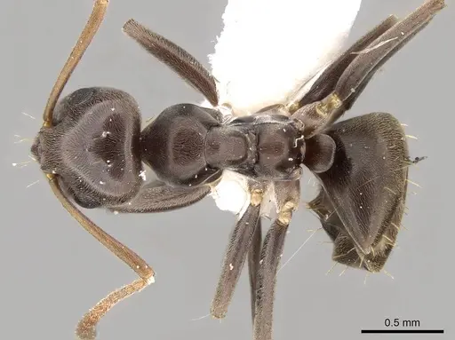 Prolasius bruneus specimen