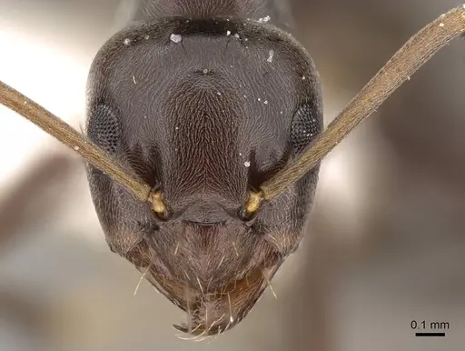 Prolasius bruneus specimen