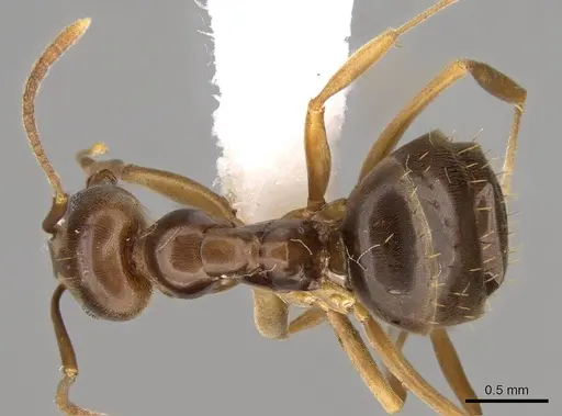 Prolasius bruneus - CASENT0281475