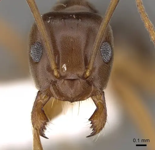 Prolasius bruneus - CASENT0281475