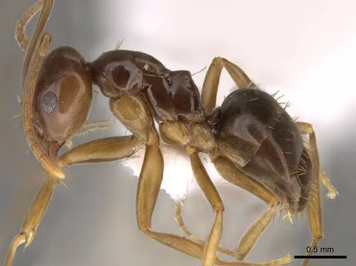 Prolasius bruneus - CASENT0281475