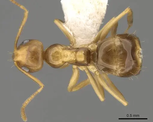 Prolasius bruneus - CASENT0281476