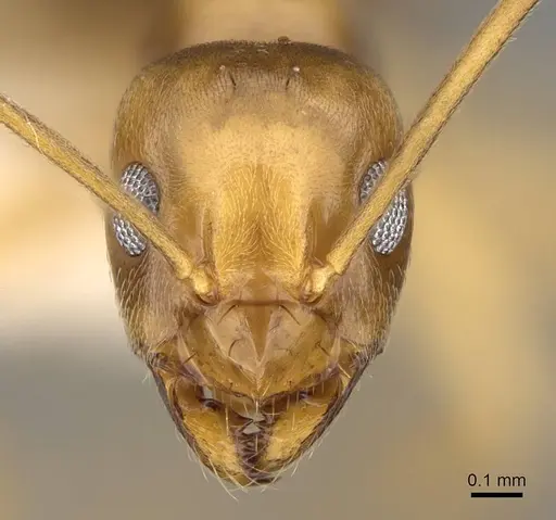 Prolasius bruneus - CASENT0281476