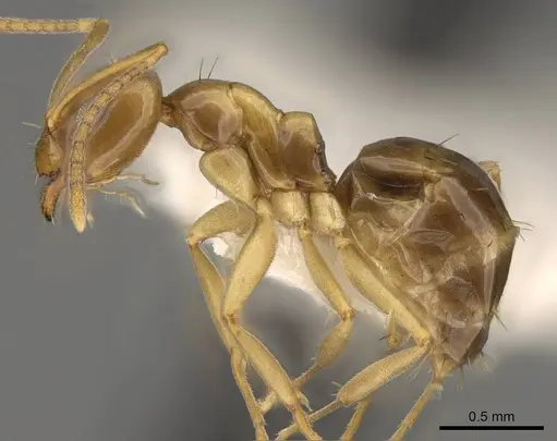 Prolasius bruneus - CASENT0281476