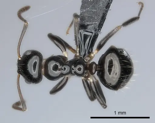 Prolasius convexus specimen