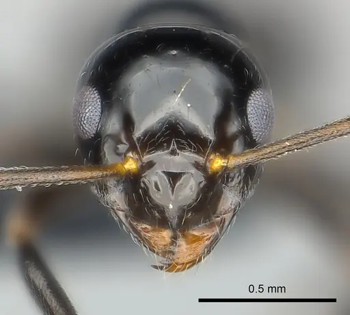 Prolasius convexus specimen
