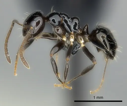 Prolasius convexus specimen