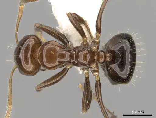 Prolasius convexus - CASENT0281480