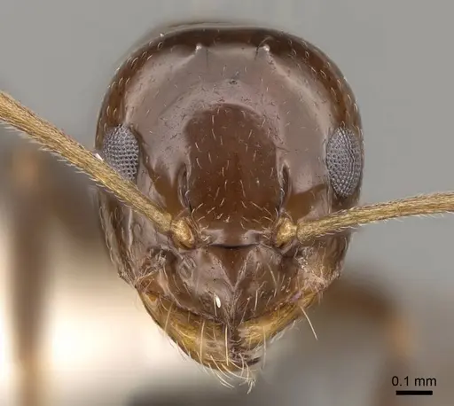Prolasius convexus - CASENT0281480