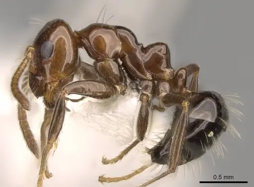 Prolasius convexus - CASENT0281480