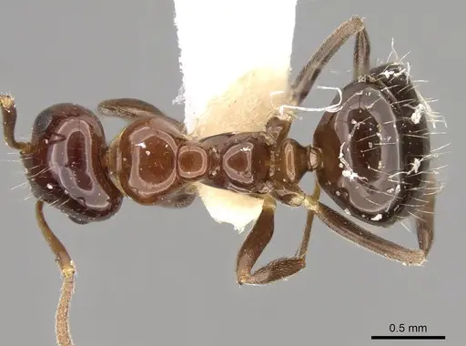 Prolasius convexus - CASENT0281481