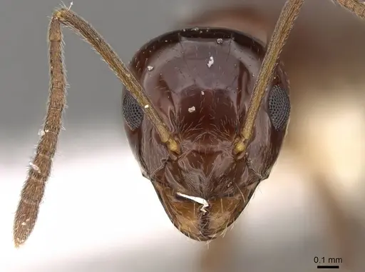 Prolasius convexus - CASENT0281481